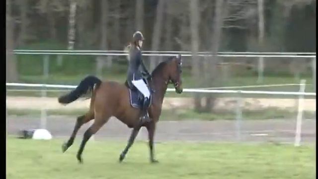 Hilmar Meyer Sporthorses 2016 News Wildeshausen S смотреть онлайн