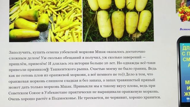 Желтая морковь. Покупка семян Мшак - узбекский сорт в Интернете смотреть онлайн