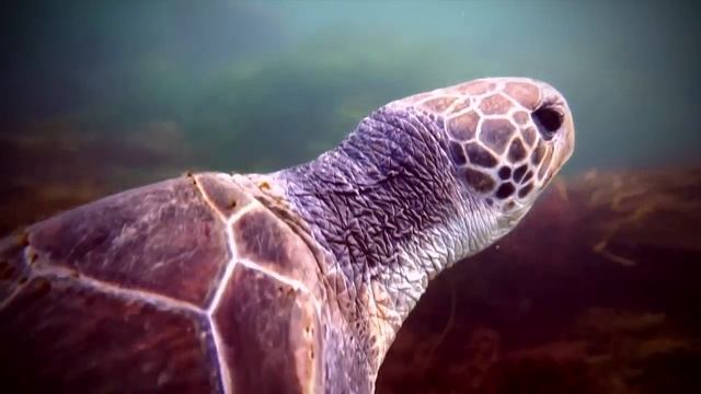 Значение черепахи в культуре Полинезийских островов смотреть онлайн