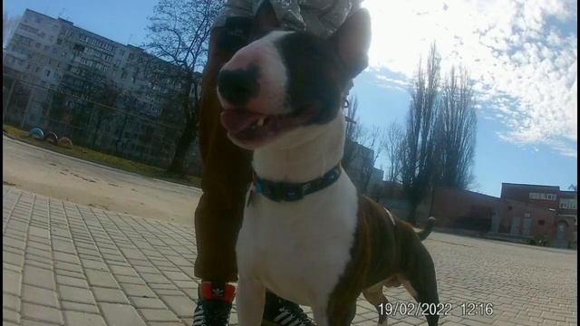 Две собаки в моей жизни