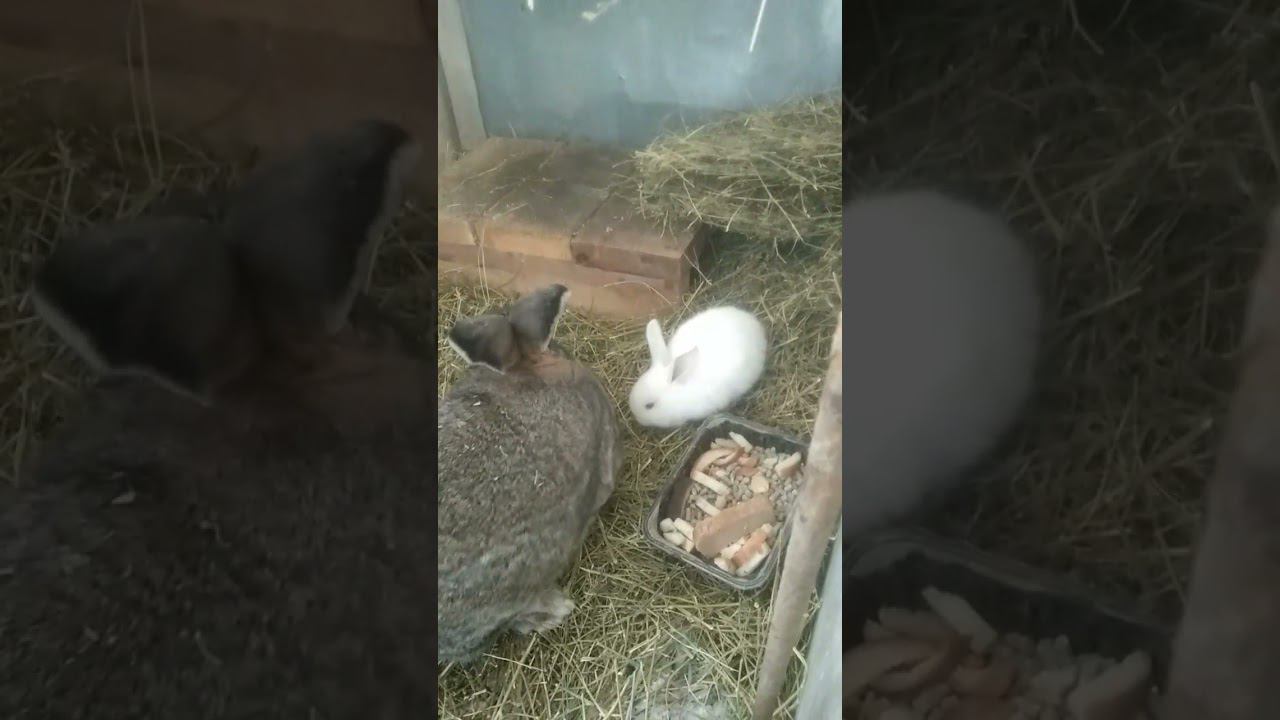 У нас снова прибавление))) смотреть онлайн