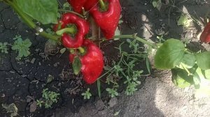 Сладкий перец.Какаду.Красный гигант.Урожай 2020 года.