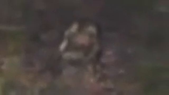 Странное существо в лесу США 2014 Strange creature in the woods USA 2014 видео смотреть онлайн
