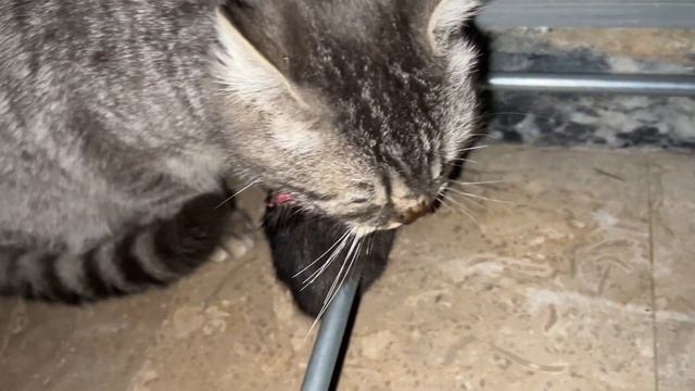 Cat Eats Rat ASMR | Crunchy Sounds 2024 смотреть онлайн