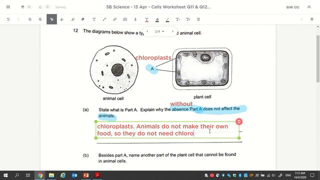 14 Apr - Answer for Cells Worksheet (Q11 & Q12) and Exercise 4 смотреть онлайн