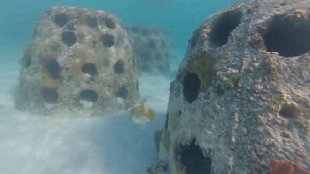 рыба-еж и скат охотится смотреть онлайн