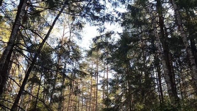 Раннее весеннее утро в лесу / Видео для расслабления и сна