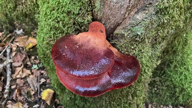 Fistulina hepatica, September 9, 2022 смотреть онлайн