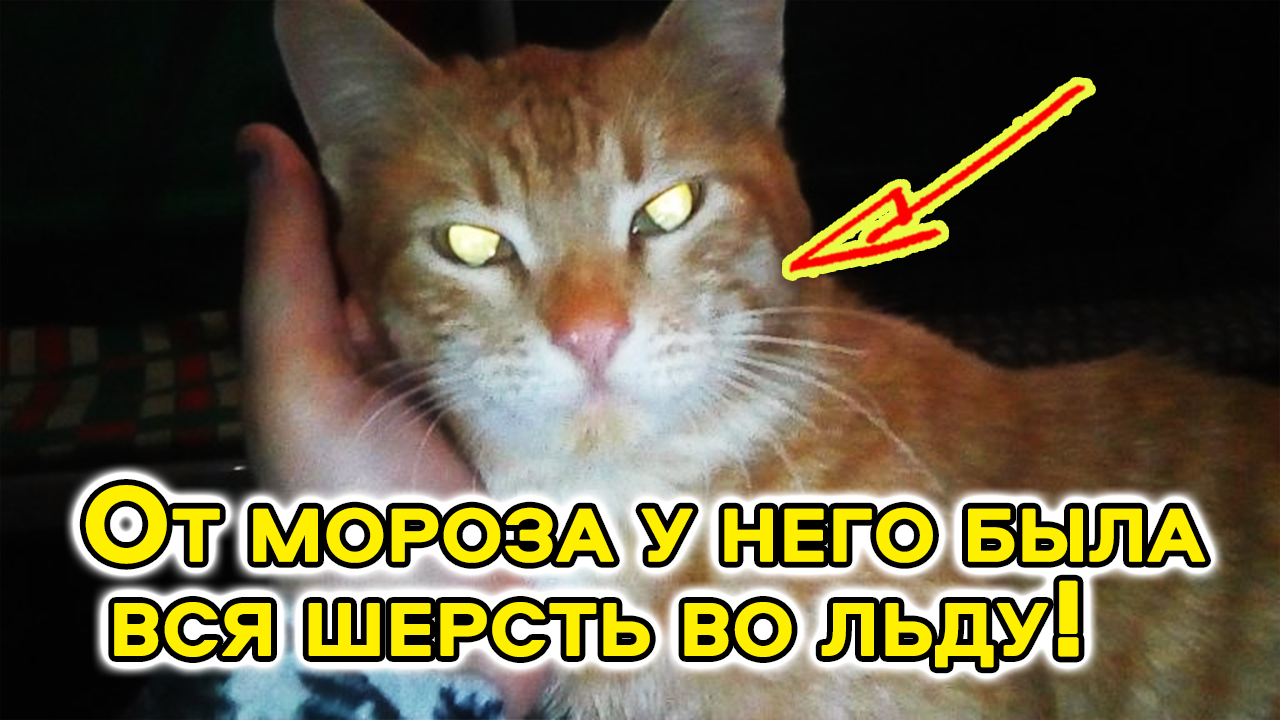 «Под кустом что-то шевелилось!» Девушка в 30-градусный мороз нашла ледяного кота в мешке! смотреть онлайн