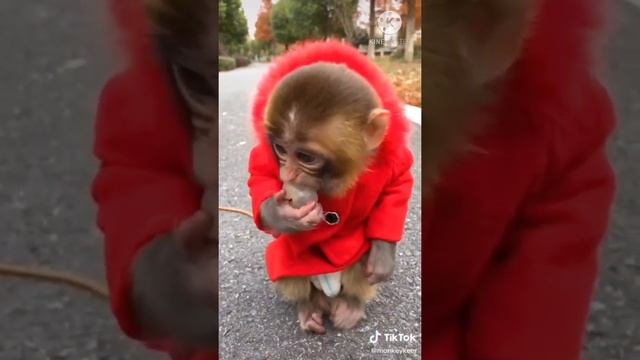 обезьяна кушает личи ??? смотреть онлайн