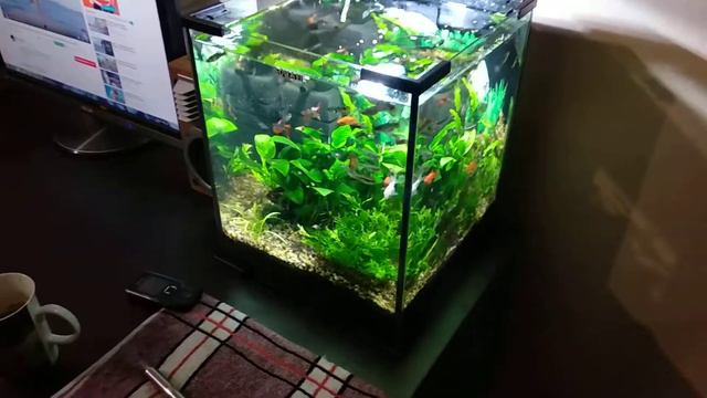 Aquael 30l Гуппятник смотреть онлайн