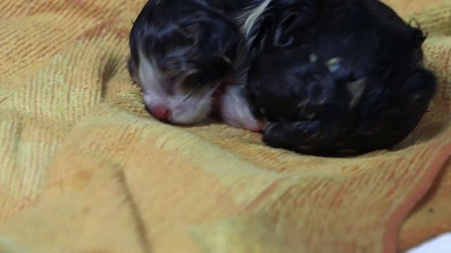 Accouchement complet du chat en live. Naissance chatons. Conseils préparation mise bas chatte. смотреть онлайн
