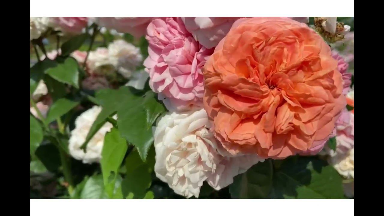 Прогулка по женскому монастырю в пос. Солотча, Рязанская область. Фото топа #гармония_водопада смотреть онлайн