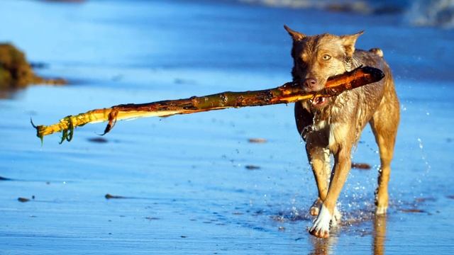 ► Australian Kelpie Breed [2021] Temperament & Training смотреть онлайн