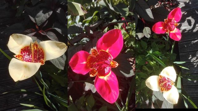 All about growing Tigridia pavonia смотреть онлайн