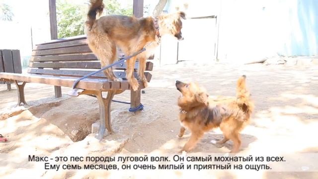 Сезон луговых волков смотреть онлайн