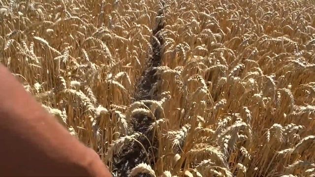 Яровая пшеница, сорт Ликамеро. смотреть онлайн