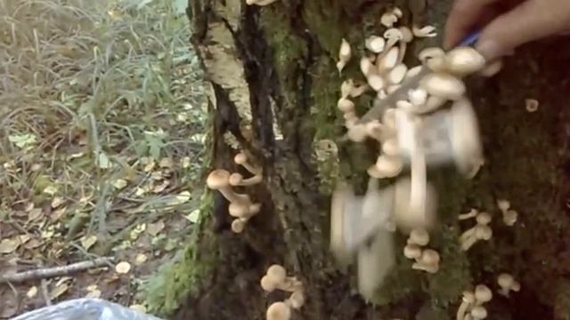 опята смотреть онлайн