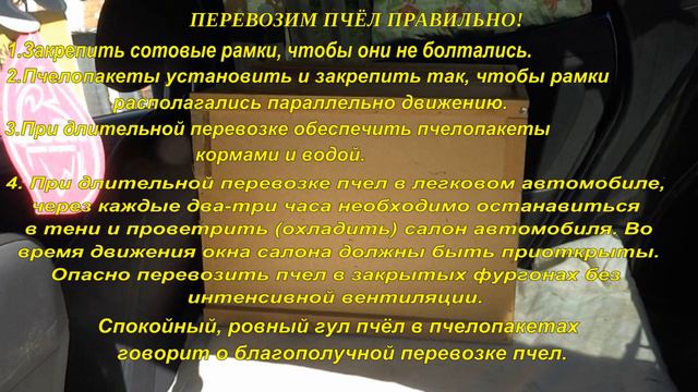 ПЕРЕВОЗИМ ПЧЁЛ ПРАВИЛЬНО смотреть онлайн