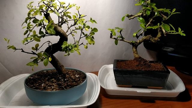 ИНСТРУКЦИЯ ПО УХОДУ - ЧАСТЬ 2 | ЧАСТО ЗАДАВАЕМЫЕ ВОПРОСЫ ПРИ ПОКУПКЕ БОНСАЙ смотреть онлайн