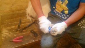 Обрезка копыт у козы