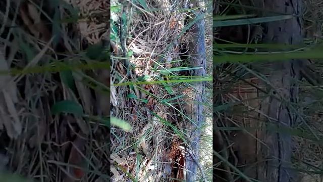 Вальдшнеп маленький. смотреть онлайн