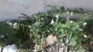 Вызываю духа мангл!!!!