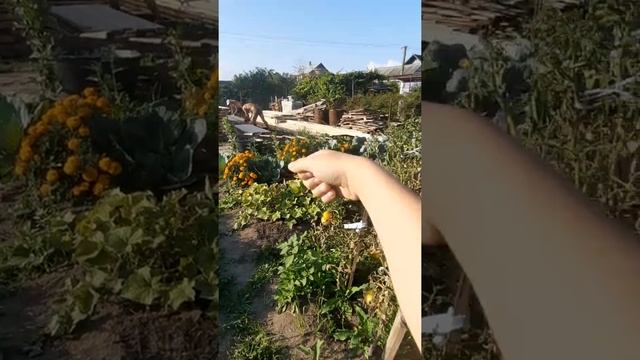 Дом - шалаш смотреть онлайн