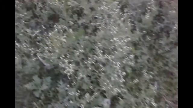 Grass 2 смотреть онлайн