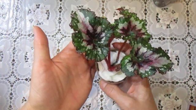 Новые бегонии в моей коллекции.Распаковка посылки с детками декоративно-лиственных бегоний. смотреть онлайн