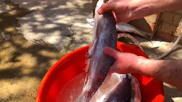 Засолка рыбы и икры в домашних условиях