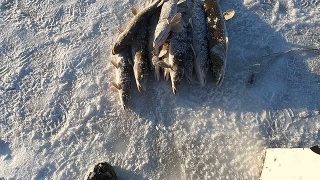 МОРОЗ ДАВИТ, ЩУКА ПРЁТ А ЖЕРЛИЦЫ ГОРЯТ В -30 НА РЫБАЛКЕ ПОСТОЯННО! ОЧЕНЬ РЫБНОЕ МЕСТО И НЕТ РЫБАКОВ смотреть онлайн