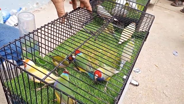 Lalukhet Bird Market's Biggest Offer for Finches and Java Allhamdulillah ?? #lalukhetbirdsmarket смотреть онлайн