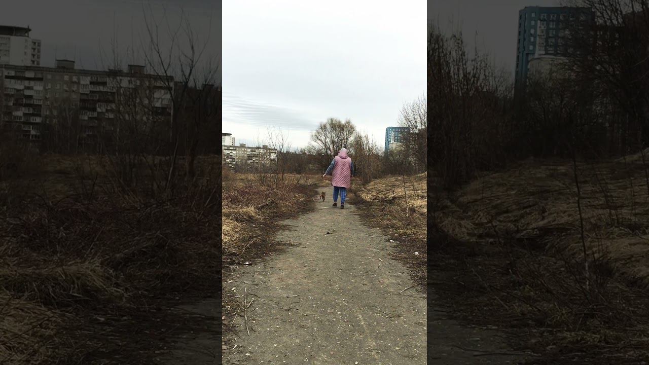 Гуляю с Риччи) холодно #dog #весна #гуляюссобакой #собака смотреть онлайн