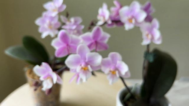 粉红女孩蝴蝶兰大小株对比Orchid Phalaenopsis Jiaho Pink Girl смотреть онлайн