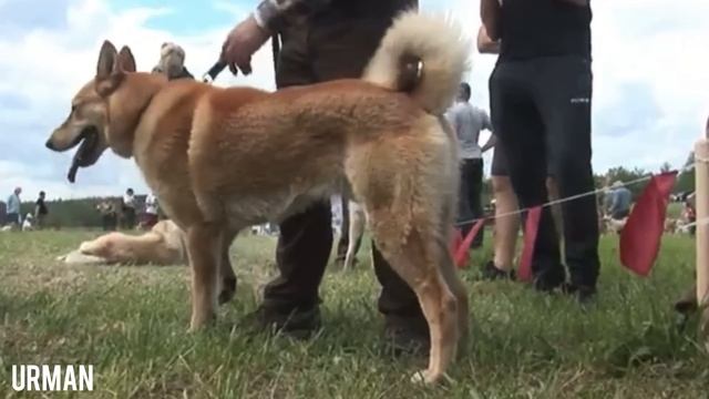 Почему все молчат? "Лучшие" представители породы смотреть онлайн
