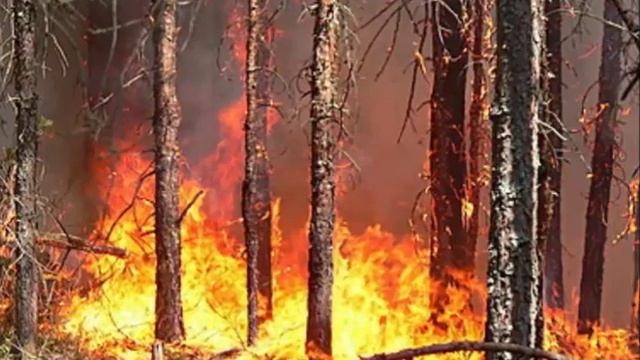 Музклип Берегите лес от пожара Мурашко Ира 6Бкласс школа 7 смотреть онлайн