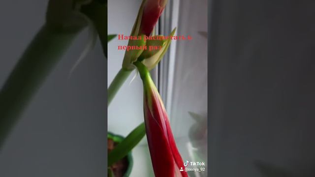 Гиппеаструм#Цветы смотреть онлайн