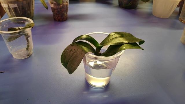 05.02.22.Азиаткие ОРХИДЕИ 1.7..из мха в керамзит?2 часть. смотреть онлайн