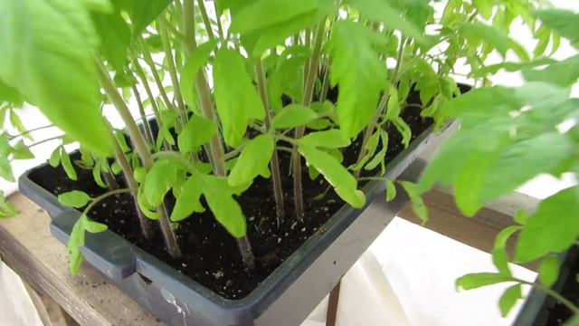 ТЕПЛИЦА ЧЕРЕЗ ДВА ДНЯ ПОСЛЕ ПОСАДКИ. смотреть онлайн