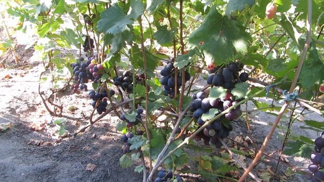 Виноград Подарок Ирине, Спонсор, Фуршетный. смотреть онлайн