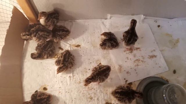 Бронзовые индюшата смотреть онлайн