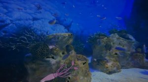 Кальмары: монстры из глубин | Познавательное видео про кальмаров | Удивительный мир беспозвоночных