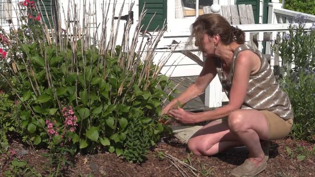 Hydrangea Maintenance смотреть онлайн