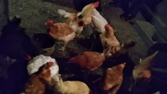 На улице тепло, гуси начали нести яйца! Вот это подарок к Новому Году! Гусята будут ранние! смотреть онлайн