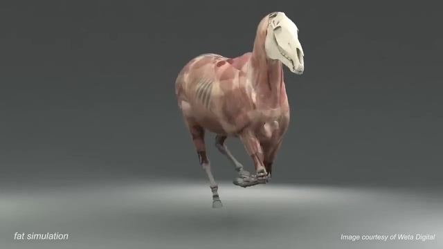 Анатомия лошади 3 D смотреть онлайн