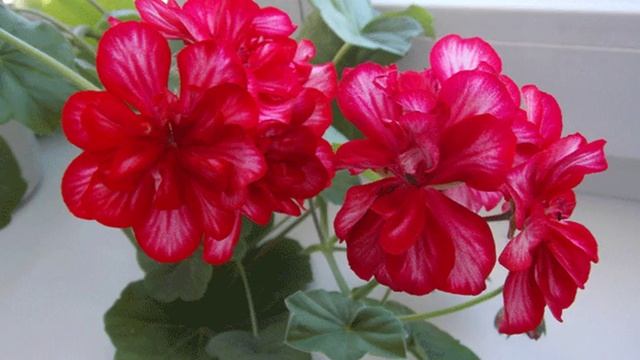 пеларгония или герань и ее виды смотреть онлайн