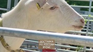 Вся правда о Зааненских козах! Лучшие молочные козы! Зааненская порода козы в России!