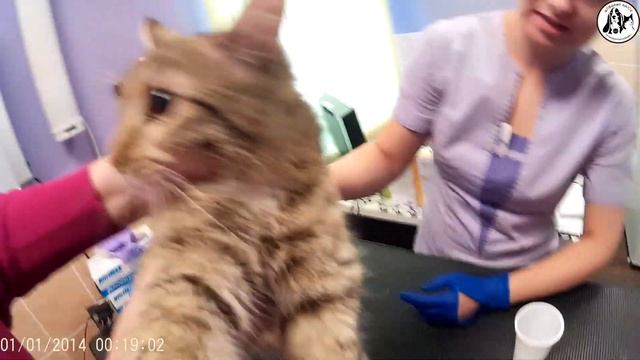 Окрашивание Зубного Налёта у Кошки смотреть онлайн