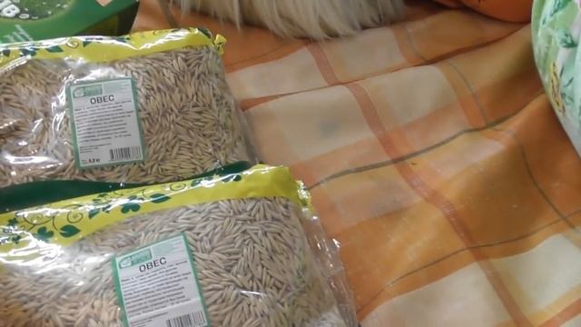 неожиданный подарок/морские свинки/сюрприз смотреть онлайн